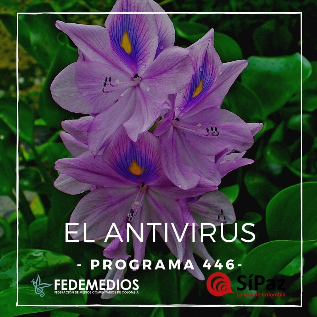 El Antivirus – Programa 446